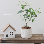 良い香り♪＜レモンユーカリ＞　現品 