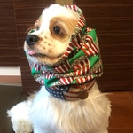 中型犬用スヌード 犬用スヌード ポップコーン グリーン 再販❤︎