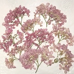 🍀ピンクアナベル〜押し花素材