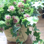 yorabo様専用❁*。湘南ヴェルデのモコモコ寄せ植え