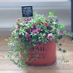 カリブラコアヴィオラ❁*。アンティーク❁*。Mail post