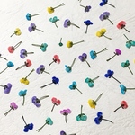 押し花155 アリッサム着色
