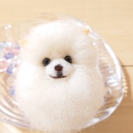 お座りこいぬ...しろポメラニアン♪*ﾟ羊毛フェルト ぬいぐるみ ペット 犬 ブライス
