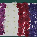 押し花商品【バーベナ】