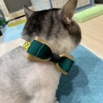 リボン首輪