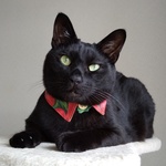 アロハ青   Sサイズ