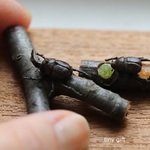 ミニチュアカブトムシ（オス・メス）と飼育セット
