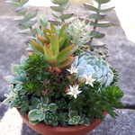 多肉植物　寄せ植え　抜き苗