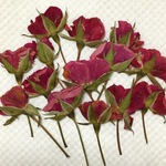 ワケあり特価 ミニ薔薇の蕾 押し花 ２０枚 (c)