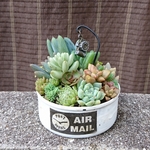 多肉植物リメ缶寄せ植え [ホワイトC]