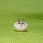 いちご大福ハムスター 羊毛フェルト