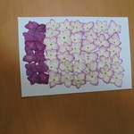 押し花商品【アジサイ　48輪】