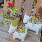 🆕オシャカワなわんこ（大）のサボテンor多肉の寄せ植え