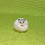 いちご大福ハムスター 羊毛フェルト