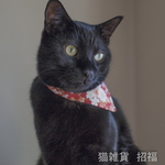 猫の首輪　バンダナ
