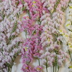押し花素材 ハイブリッドスターチス(ピンク濃淡、白）