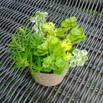 多肉植物 セダム　お育てポットごと　