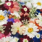 🌼再販🌼大好評お買い得小花セット🌼70輪