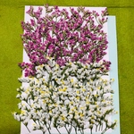 押し花素材🌼スターチスミックス🌼