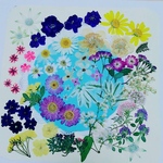 【ワンコイン/押花】押し花カラフルセット 花げしき