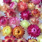 ヘリクリサム黄色✳︎小分け✳︎ドライフラワー花材