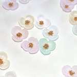 １輪の花   ブリオン