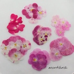 412.押し花 種類別 ビオラ 小花 押し花素材