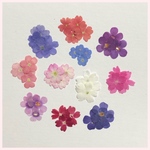 アトリエリモ様専用天然押し花素材