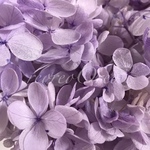 紫陽花  すみれパープル  40枚ブリザーブドフラワー