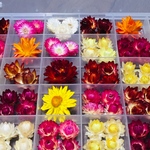 お花屋さんが作った貝細工のドライフラワー88冠  特大 Box
