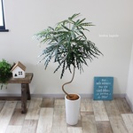 20％オフ!!　＜アラレア＞曲がり　陶器鉢　現品　