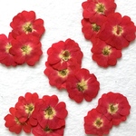 ミニ薔薇 押し花 ６枚 (アウトレット 数量限定)