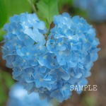 「ハートの紫陽花」A4サイズ写真