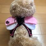 小型犬天使のハーネス