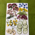 押し花素材🌼小花ミックス🌼