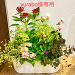 yurabo様 専用 寄せ植え