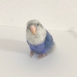 ※専用ページです※mocchirisanさまのコザクラインコちゃんです。羊毛フェルト