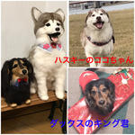 大きいうちの子オーダー
