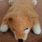 居眠り柴わんこ