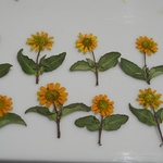 押し花素材。茎付きサンビタリア