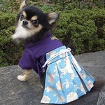 成長を特別な着物で祝う喜び❤️犬の袴❤️オーダーメイド「江戸」西陣織金襴織物等使用《受注生産》犬服☆フルオーダー