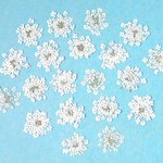 【押し花】レースフラワーM～Lサイズ＜20枚＞