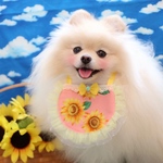 ひまわりのあぶちゃん💖リバーシブルタイプ