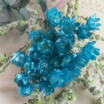 きれいなブルーの花束☆マルセラブルー　30本