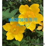 押し花のピルケース