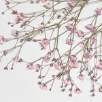 シェア花材☆押し花 染め カスミソウ ピンク 50ヘッド