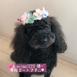 💕kimitan1220様💕専用カートです◡̈♥︎ ★わんこ🐶にゃんこ🐱浴衣★