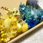 しらゆきひめカラー海スターフィッシュ＊ハーバリウム 花材ドライフラワー  花材セット