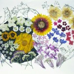 【ワンコイン】押し花カラフルセット 花ごころ 70枚