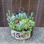 多肉植物リメ缶寄せ植え [ネイビーE]